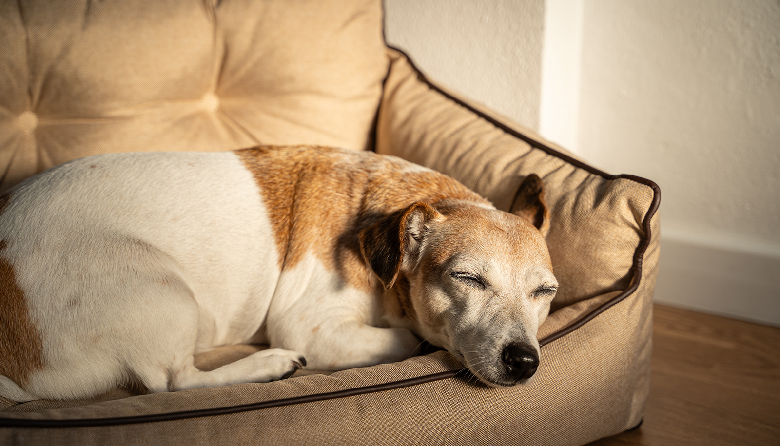 Pet Insurance for Older Pets: What You Need to Know